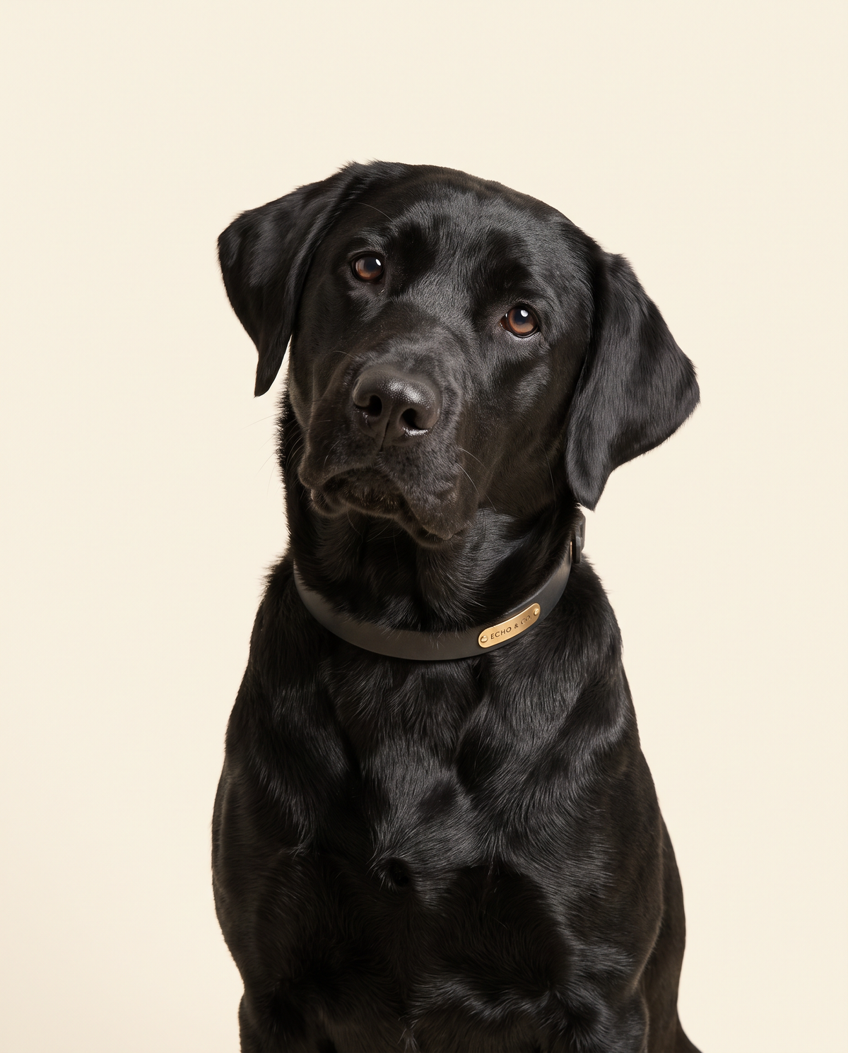 Black labrador portrait on warm ivory background
