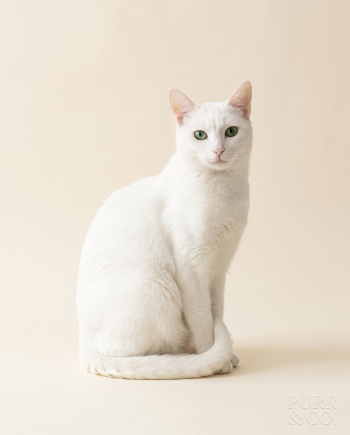 White cat sitting upright on warm ivory background