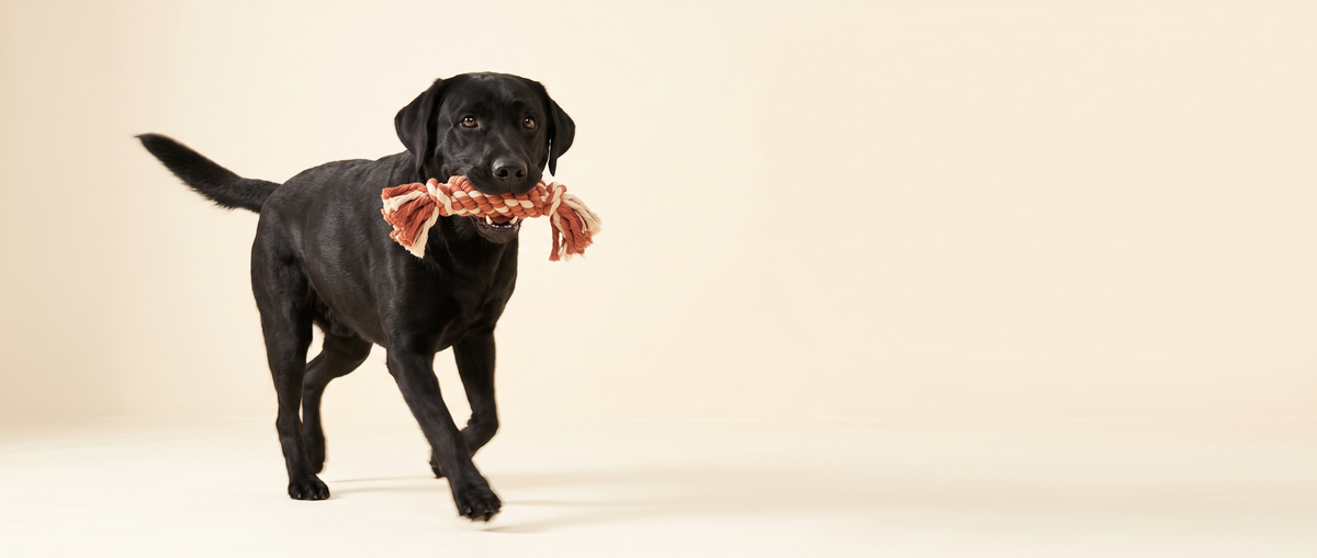 Black labrador trotting with a rope toy on ivory background
