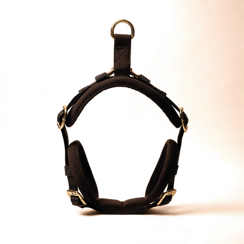 Ink black padded no-pull dog harness with brass hardware