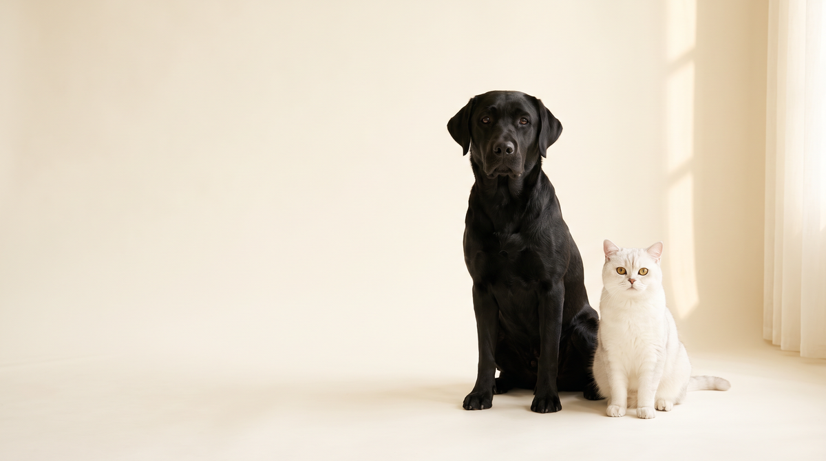 Black labrador and white cat side by side on warm ivory studio background